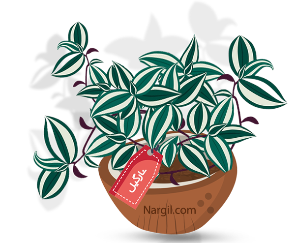 Nargil_Tradescantia albiflora